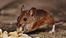 24 Hour & Emergency Exterminators in North Tazewell, VA